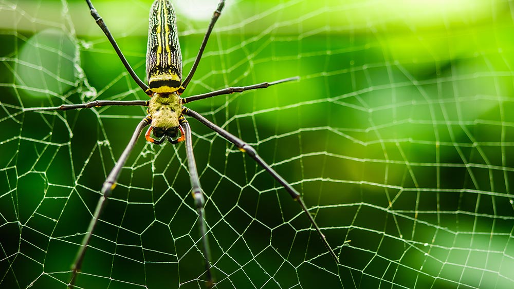 female Golden Web Spider Nephila pilipes . Thailand.