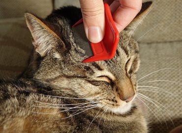 A closeup shot of a hand checking a cat for fleas with a flea comb