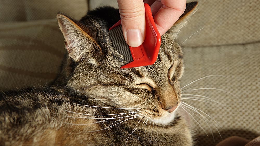 A closeup shot of a hand checking a cat for fleas with a flea comb
