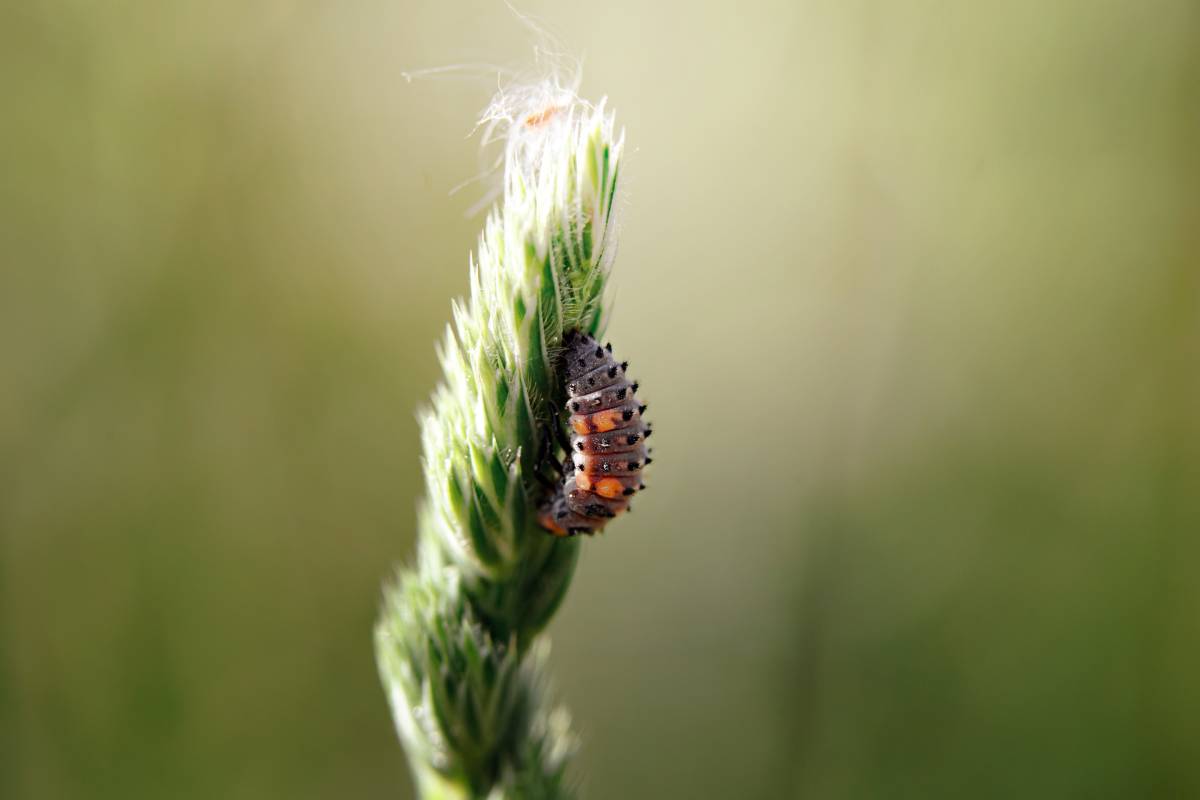 Close up macro shot of insects in garde, spring animals.