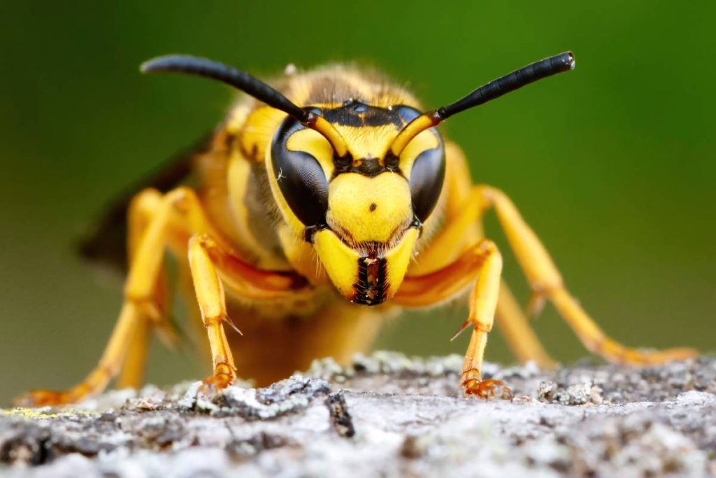 A macro shot of a wasp against a green background