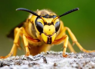 A macro shot of a wasp against a green background