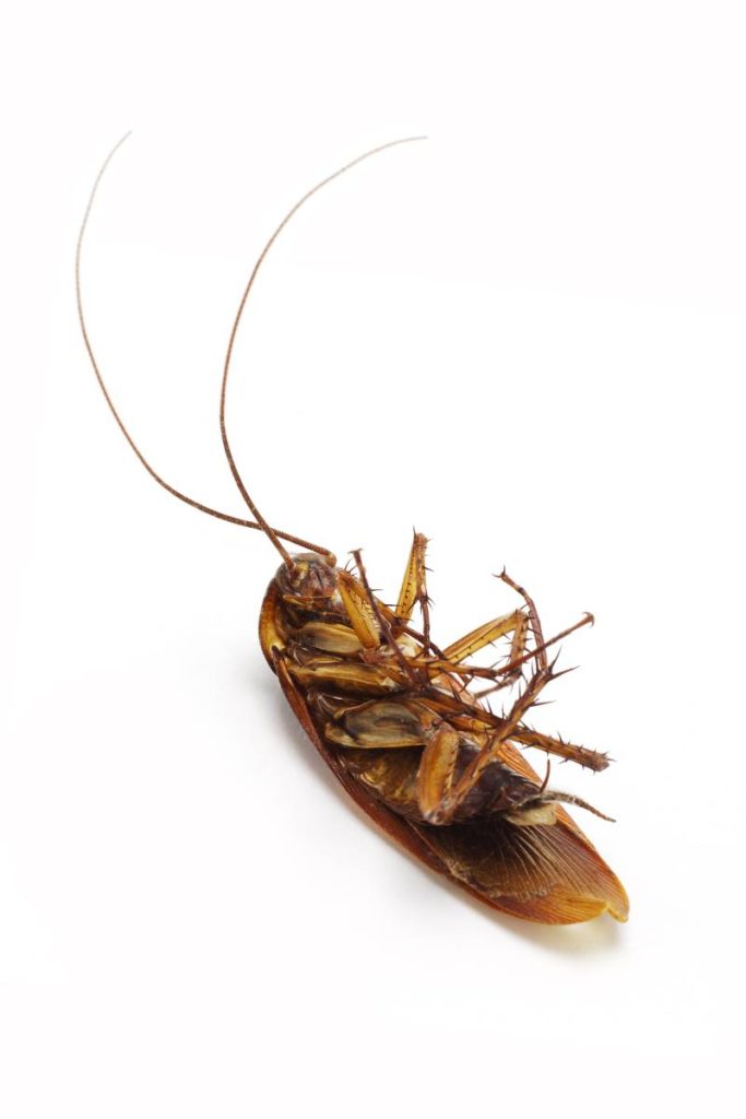 Pest Control Herston: Rodents/Rats/Mice | Fleas | Cockroach +