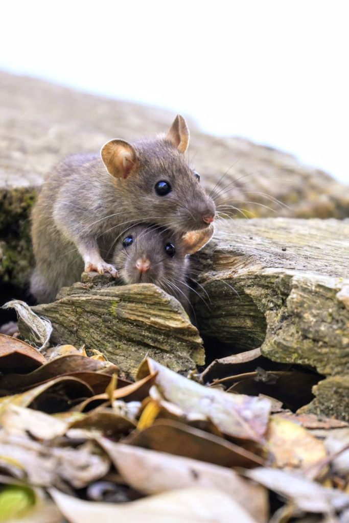 Pest Control Herston: Rodents/Rats/Mice | Fleas | Cockroach +