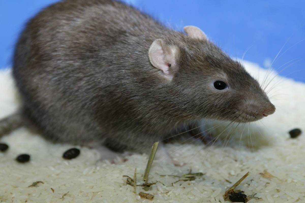 What Is Rat Poo Like? Is Dried Rat Poop Dangerous? Is It OK to Touch Rat Poop?