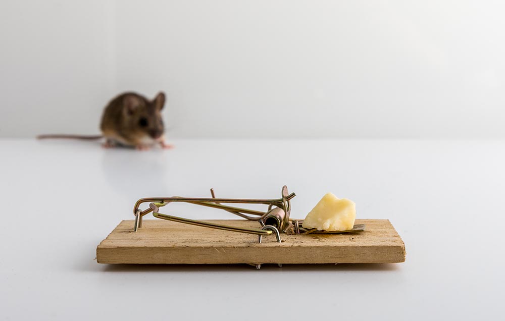 What is the best bait to use for rat and mouse traps and boxes?