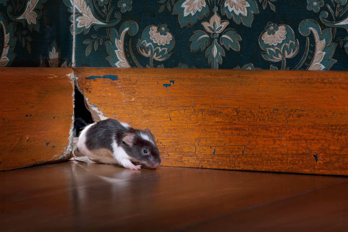 What Attracts Rats to Your House? How They Get In and Whether They Can Climb Walls and Pipes?