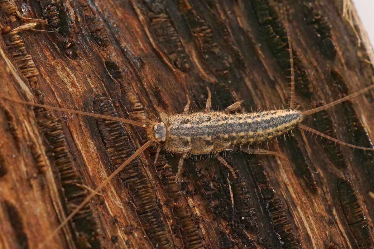 Why Do I Keep Finding Silverfish in My Bathroom and Bedroom?