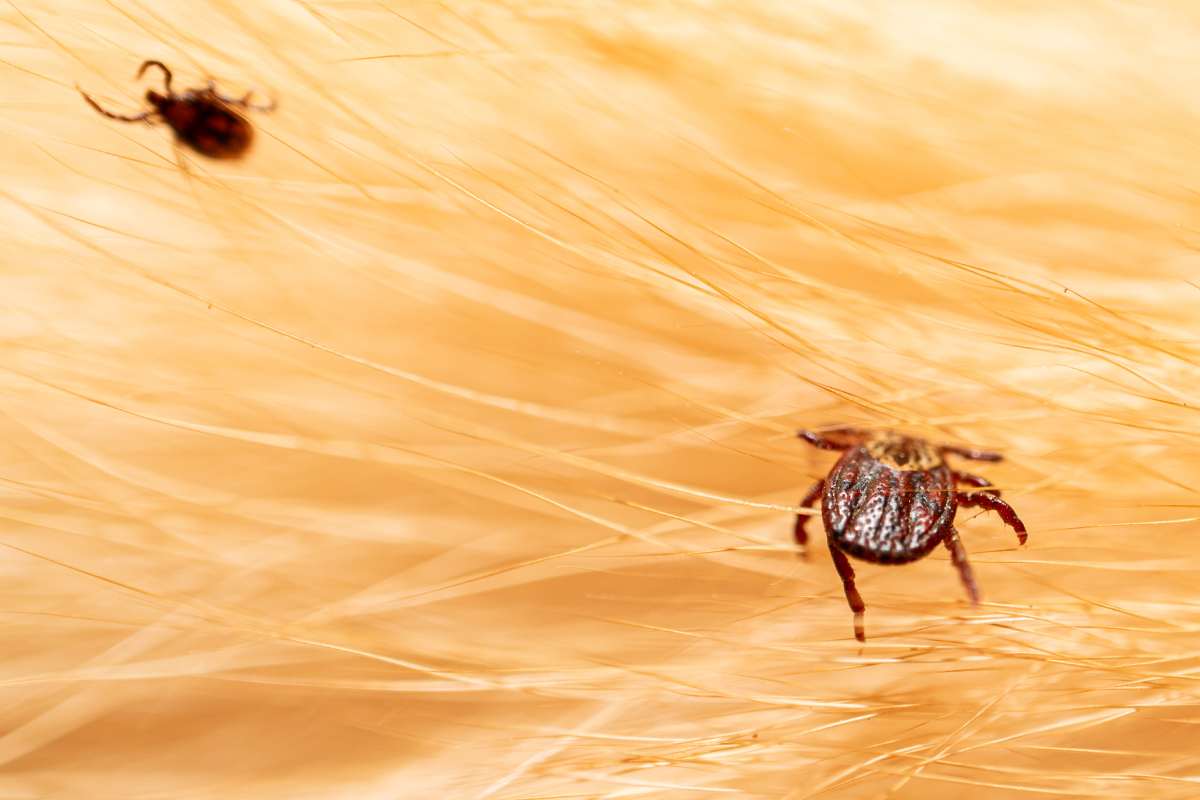 Ticks on dog hair. Ticks sucking dog blood. Dangerous insect mite, encephalitis, lyme disease, borreliosis, infection concept
